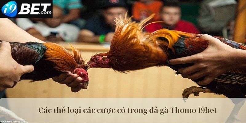 Các thể loại cá cược trong đa gà Thomo I9Bet