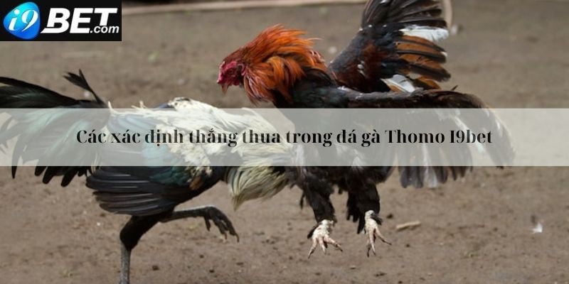 Cách xác định thắng thua trong đá gà Thomo I9bet