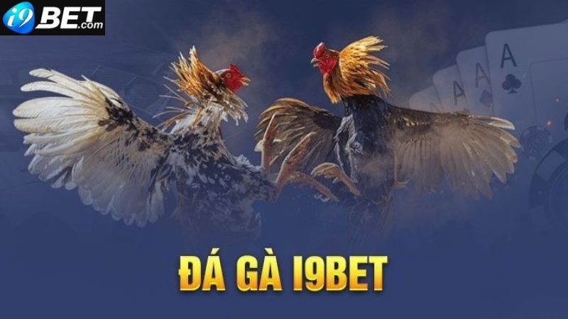 Tìm hiểu về bộ môn đá gà i9bet là gì?